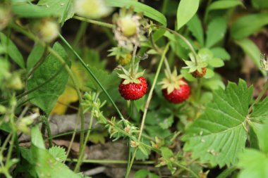 Vahşi bahçe çilekli makro fotoğraf