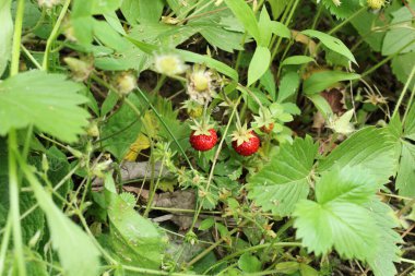 Vahşi bahçe çilekli makro fotoğraf