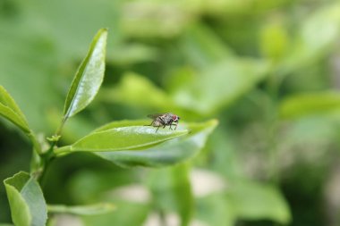 Lahit sineği makro fotoğraf.