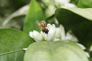 Mandalina ağacı beyaz çiçekleri bal arısı makro fotoğrafı