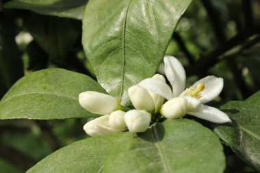 Mandalina ağacı beyaz çiçekleri bal arısı makro fotoğrafı