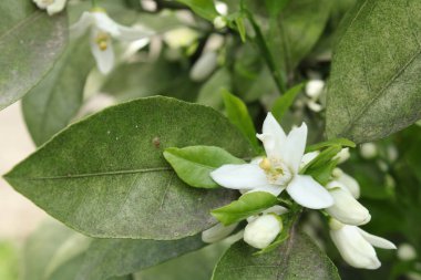Mandalina ağacı beyaz çiçekleri bal arısı makro fotoğrafı