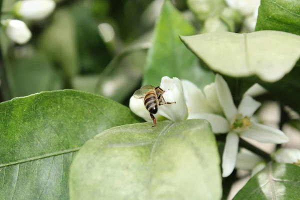 Mandarynka Biały Kwiat Pszczoła Miodna Makro Zdjęcie — Zdjęcie stockowe
