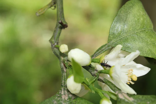 Mandarynka Biały Kwiat Pszczoła Miodna Makro Zdjęcie — Zdjęcie stockowe