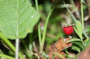 Vahşi bahçe çilekli makro fotoğraf