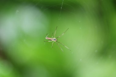Tetragnatha örümcek makro fotoğrafını uzat