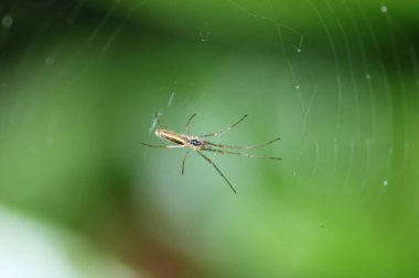 Tetragnatha örümcek makro fotoğrafını uzat