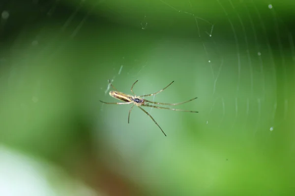 Tetragnatha Extensa Araña Macro Foto —  Fotos de Stock