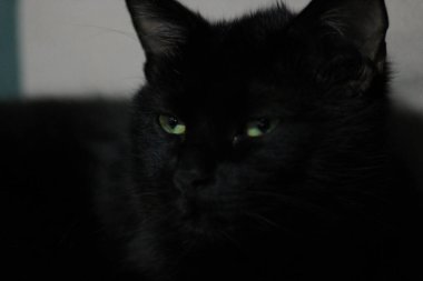yeşil gözlü siyah kedi resmi