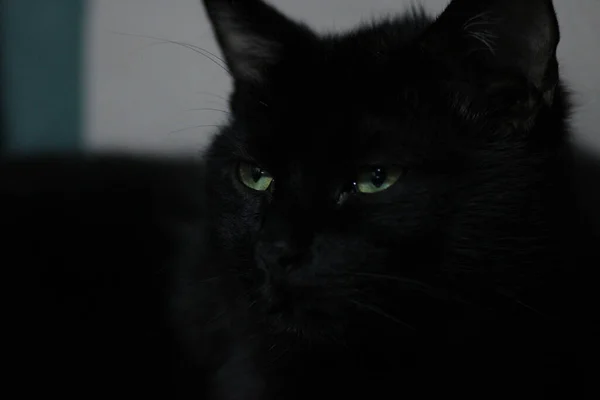 Green Eyed Black Cat Photo — Stock Photo, Image