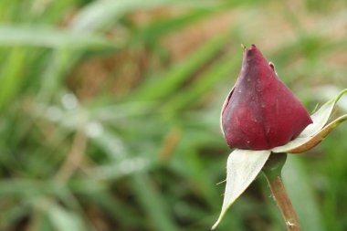 Kırmızı gül goncası makro fotoğraf