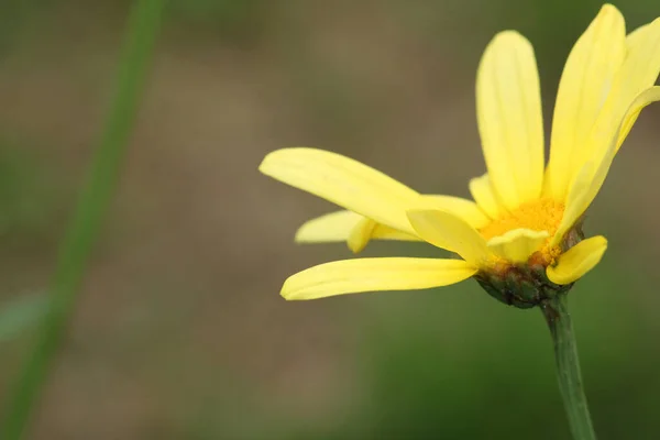 黄色ユロプスペクチナトゥス花マクロ写真 — ストック写真