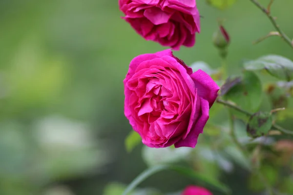 Różowy Róża Kwiat Makro Zdjęcie — Zdjęcie stockowe
