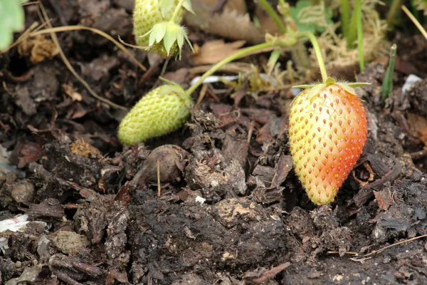 Geplukt Wilde Aardbei Macro Foto — Stockfoto