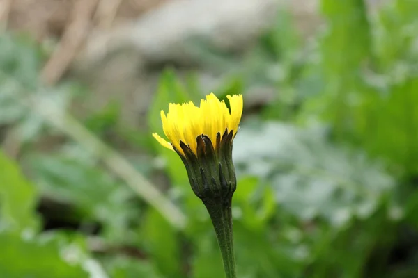 Calendula Officinalis Flor Amarela Foto Macro — Fotografia de Stock