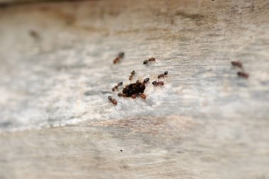 krematogaster scutellaris ant makro fotoğraf