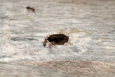 krematogaster scutellaris ant makro fotoğraf