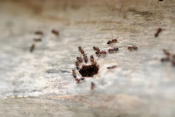 krematogaster scutellaris ant makro fotoğraf