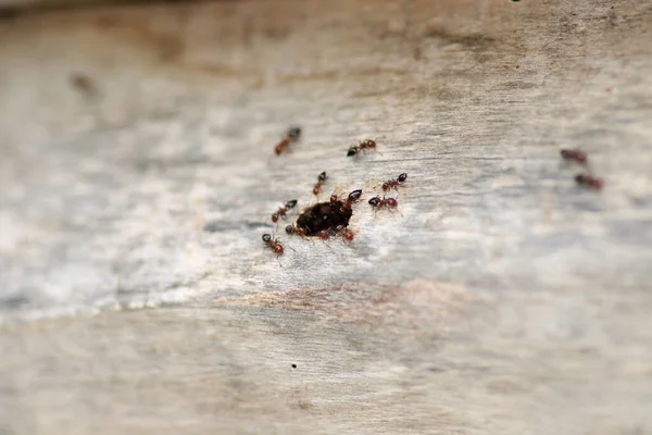 Krematogaster Scutellaris Mrówka Makro Zdjęcie — Zdjęcie stockowe