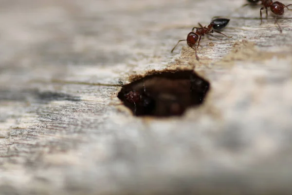 Cematogaster Scutellaris Macro Photo — стоковое фото