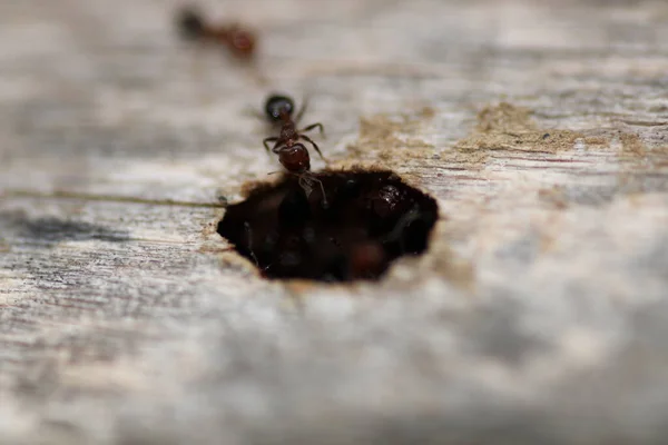 Cematogaster Scutellaris Macro Photo — стоковое фото