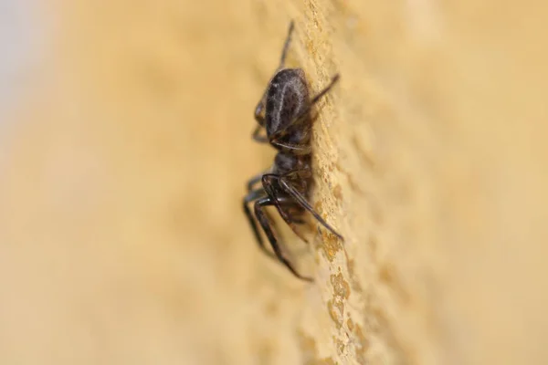 Segestria Florentina Araña Macro Foto —  Fotos de Stock