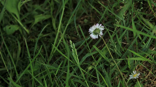 Natural Bellis Perennis Macro Photo — Stock Photo, Image