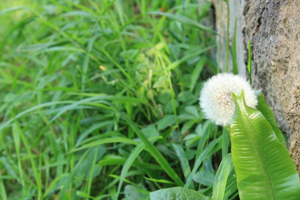 Dandelion Seeds Thrown Wind — Stock Photo, Image