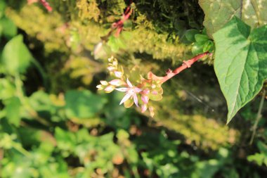 sedum ternatum bitki makro fotoğraf
