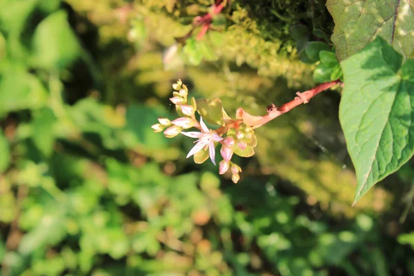 Sedum Ternatum Plant Flower Macro Photo — 스톡 사진