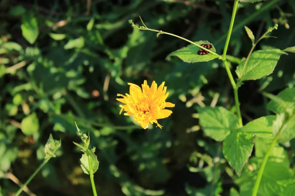 Calendula Officinalis黄色の花マクロ写真 — ストック写真