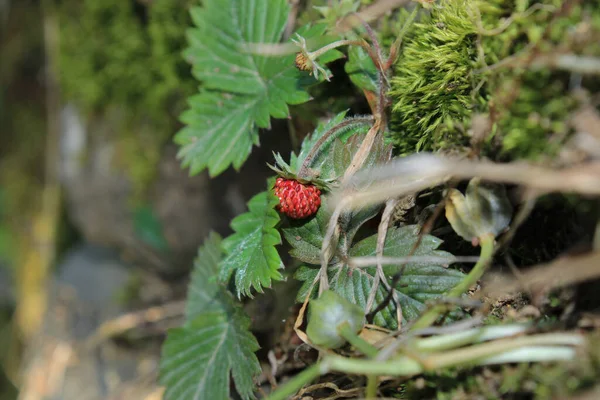 Picked Wild Strawberry Macro Photo — Stock Photo, Image