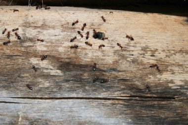 krematogaster scutellaris ant makro fotoğraf