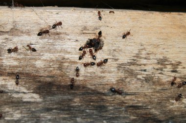 krematogaster scutellaris ant makro fotoğraf