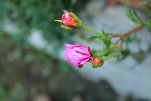 Trailing Ice Plant Kwiat Makro Zdjęcie — Zdjęcie stockowe