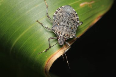 Halyomorfa Halys böcek makro fotoğrafı