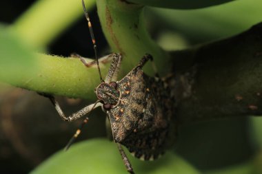 Halyomorfa Halys böcek makro fotoğrafı