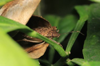Halyomorfa Halys böcek makro fotoğrafı