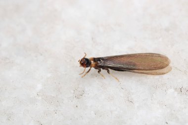 Siyah marangoz karınca makro fotoğrafı