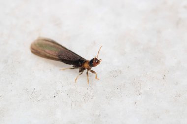 Siyah marangoz karınca makro fotoğrafı