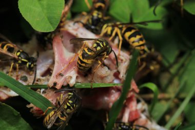 Avrupa sarı eşekarısı makro fotoğrafı