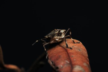 Halyomorfa Halys böcek makro fotoğrafı
