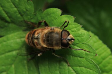 Tabanidae at sineği hayvan makro fotoğrafı