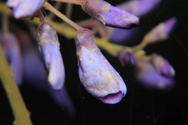 Canavalia pembe çiçek makrosu