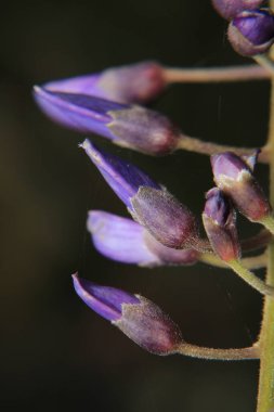 Canavalia pembe çiçek makrosu