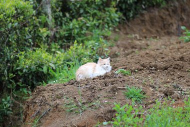 Küçük mavi gözlü kedi yavrusu fotoğrafı.