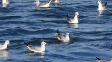 Nce Gagal Mart Denizde İnce gagalı martı