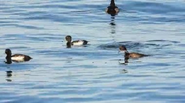 Tepeli patka Tufted ördeği denizde