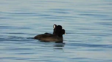 Sakarmeke Avrasya yaban ördeği