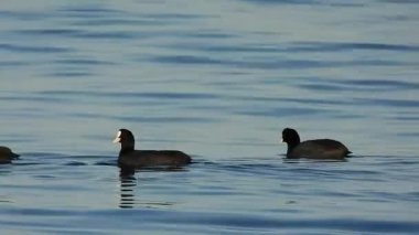 Sakarmeke Avrasya yaban ördeği